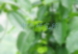 金錢柳檢測,金錢柳檢測報告