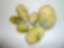 龍葵素檢測,龍葵素檢測報告