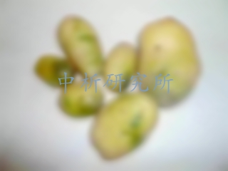 龍葵素檢測,龍葵素檢測報告