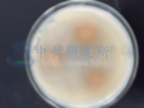 抑菌圈實(shí)驗(yàn),抑菌圈實(shí)驗(yàn)報(bào)告