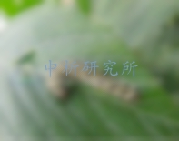 滅幼脲檢測(cè),滅幼脲液相檢測(cè)