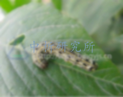 滅幼脲檢測(cè),滅幼脲液相檢測(cè)