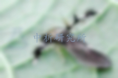 信息素檢測(cè)