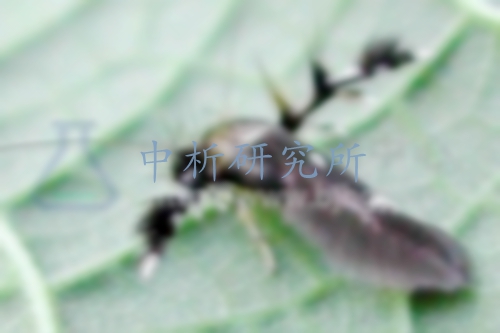 昆蟲(chóng)信息素檢測(cè),昆蟲(chóng)信息素檢測(cè)報(bào)告