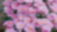 菊花粉檢測,菊花粉檢測報告