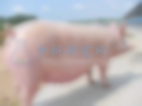 豬源性檢測,豬源性檢測報告