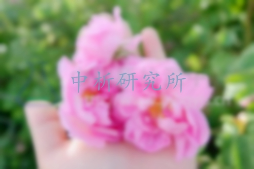 大馬士革玫瑰檢測,大馬士革玫瑰檢測報告