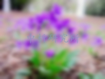 紫花地丁檢測,紫花地丁檢測報告