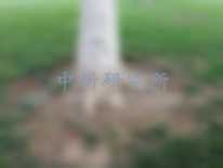 樹(shù)根檢測(cè)