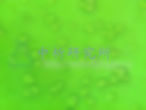 MTT實(shí)驗(yàn)