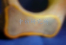 鹿角檢測