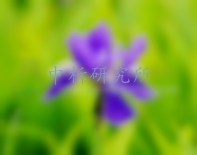 鳶尾花檢測