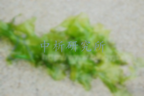海藻檢測(cè)