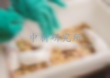 動物組織檢測
