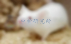 小鼠血液檢測