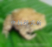 蟾蜍檢測(cè)