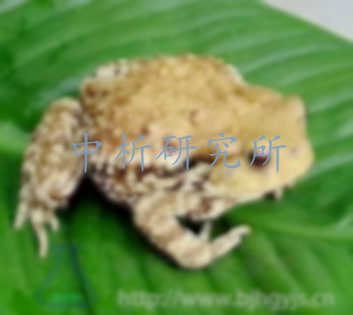 蟾蜍檢測(cè)