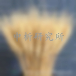 大麥檢測