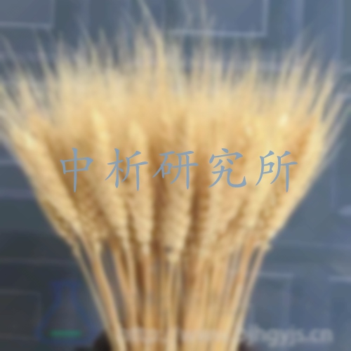 大麥檢測